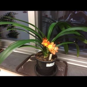 Meet your Posher, Nema